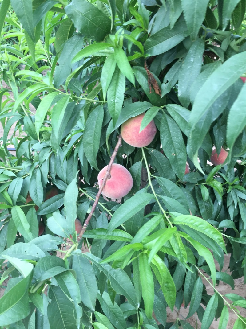 现摘现发新鲜水果应季水蜜桃脆甜可口农家自产自销