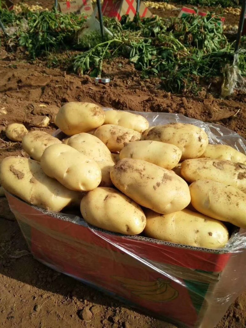 【冷库基地荷兰十五土豆飞鸽找货预售】