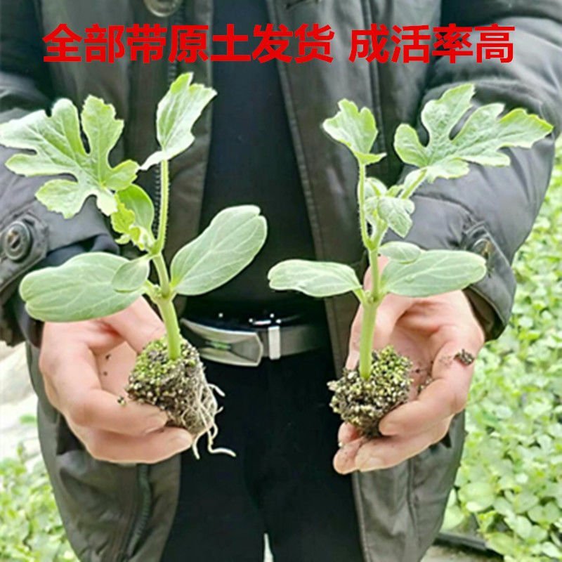 嫁接西瓜苗秧8424四季特大早熟超甜无籽巨型瓜秧