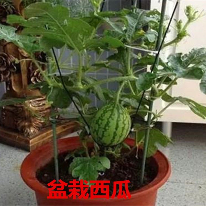 嫁接西瓜苗秧8424四季特大早熟超甜无籽巨型瓜秧