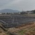 大叶枸杞，圆叶，四季可种，枸杞苗