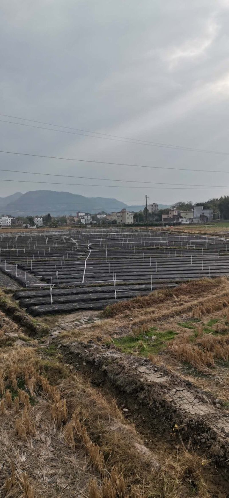 大叶枸杞，圆叶，四季可种，枸杞苗