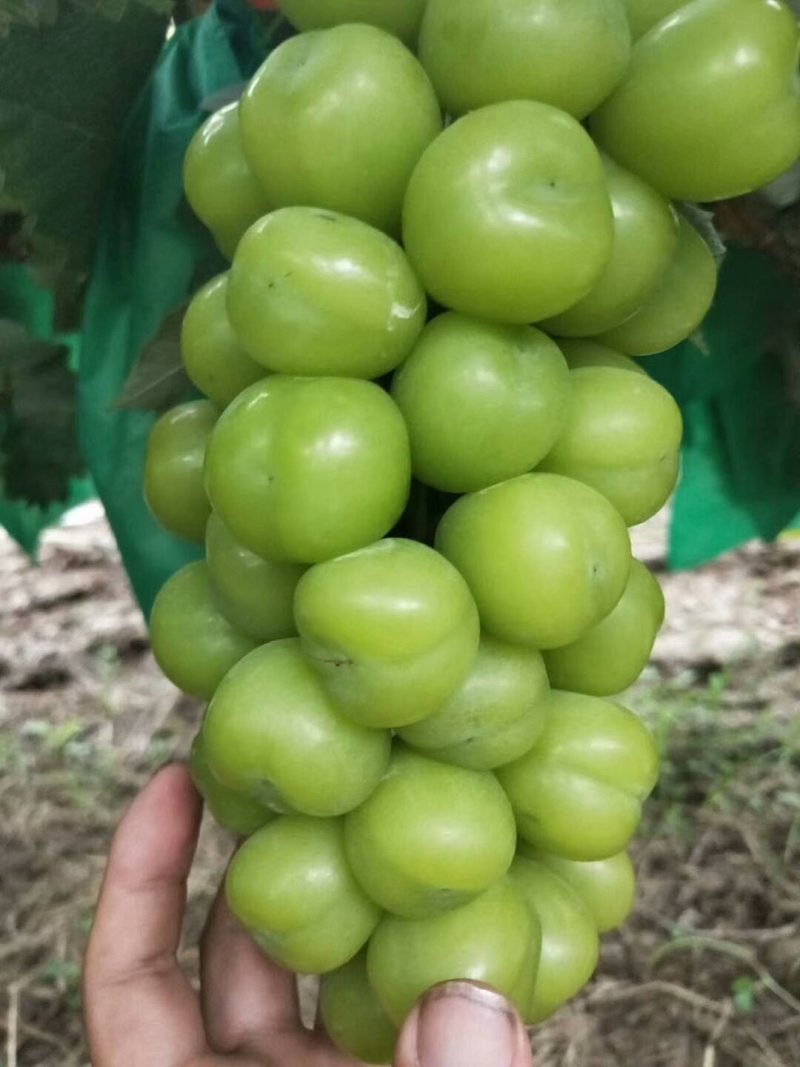 陕西大荔青提葡萄大量上市中欢迎各大平台前来产地采购