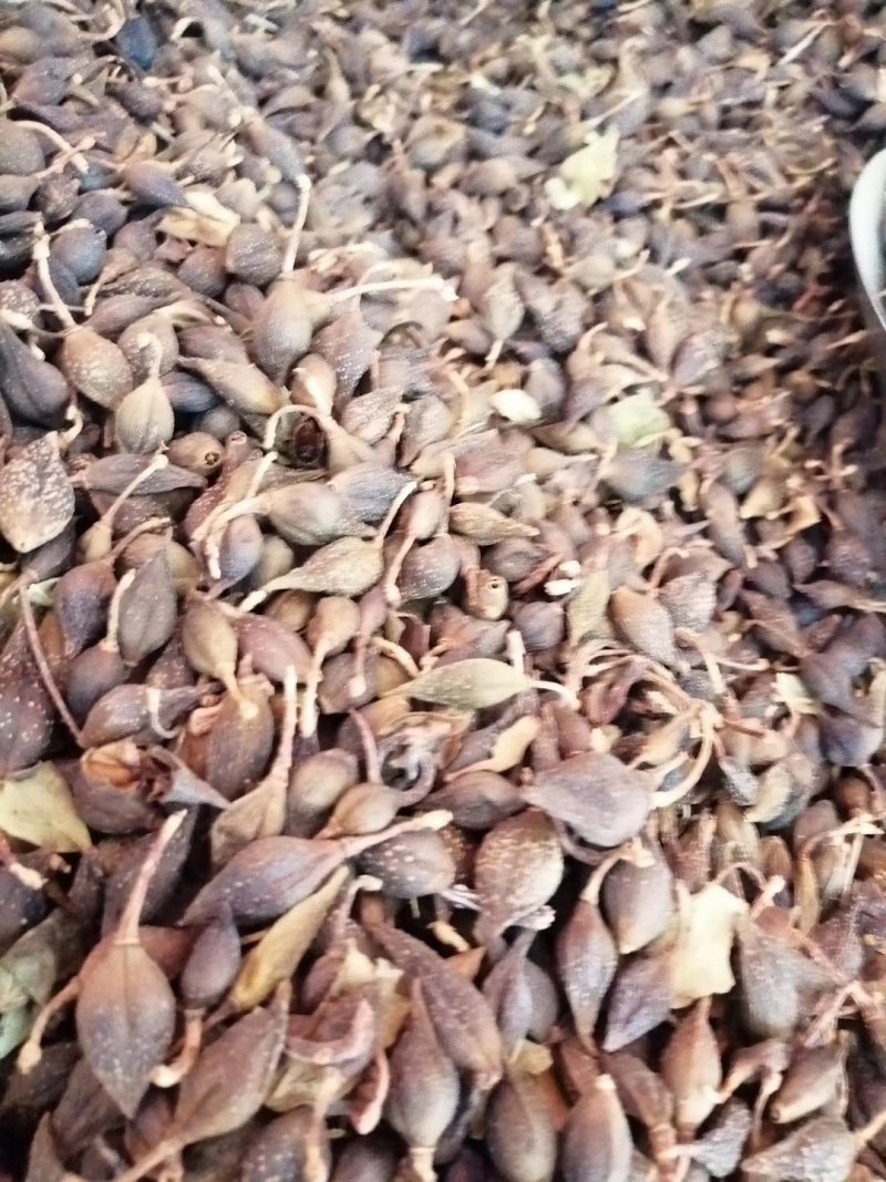连翘，青翘，大宗品种用量大，用途广泛，现货供应