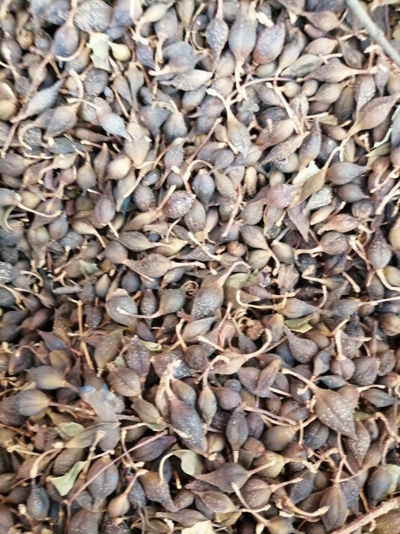 连翘，青翘，大宗品种用量大，用途广泛，现货供应