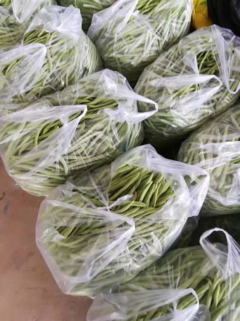四季豆无筋豆基地直发品质优良质量保障量大从优