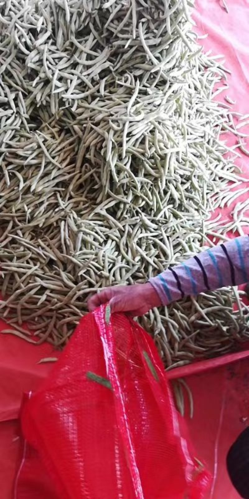 四季豆无筋豆基地直发品质优良质量保障量大从优