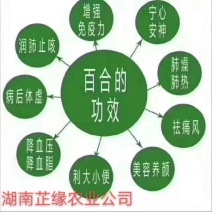 新鲜龙牙百合上市量大从优货源充足诚信合作欢迎来电咨询