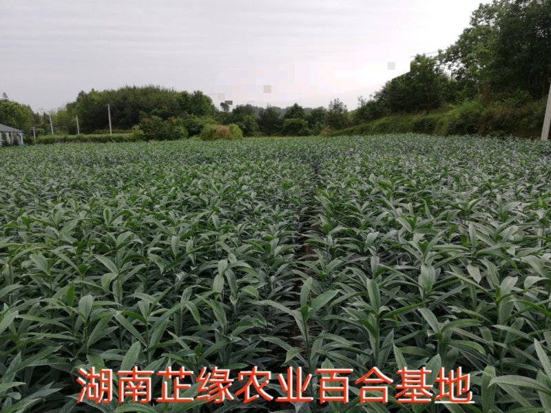 新鲜龙牙百合上市量大从优货源充足诚信合作欢迎来电咨询