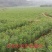 新鲜龙牙百合上市量大从优货源充足诚信合作欢迎来电咨询