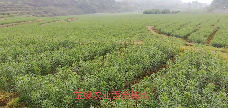 新鲜龙牙百合上市量大从优货源充足诚信合作欢迎来电咨询
