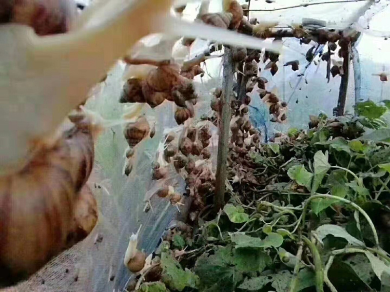 白玉蜗牛活体蜗牛巨型蜗牛全国包邮包技术培训包回收蜗牛