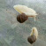 白玉蜗牛活体蜗牛巨型蜗牛全国包邮包技术培训包回收蜗牛