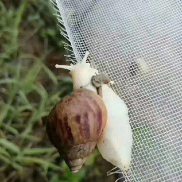 白玉蜗牛活体蜗牛巨型蜗牛全国包邮包技术培训包回收蜗牛