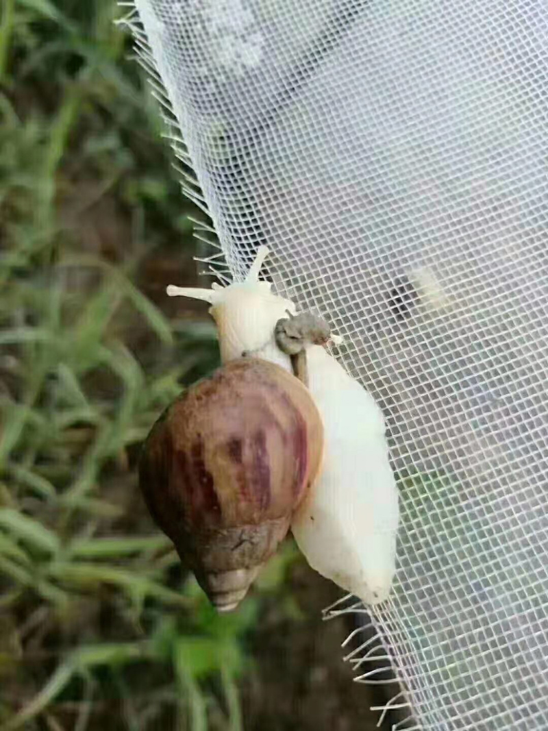 白玉蜗牛活体蜗牛巨型蜗牛全国包邮包技术培训包回收蜗牛