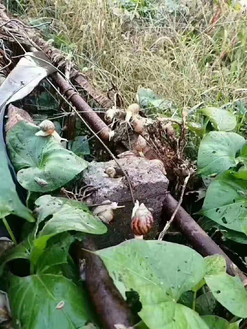 白玉蜗牛活体蜗牛巨型蜗牛全国包邮包技术培训包回收蜗牛