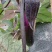 茄子