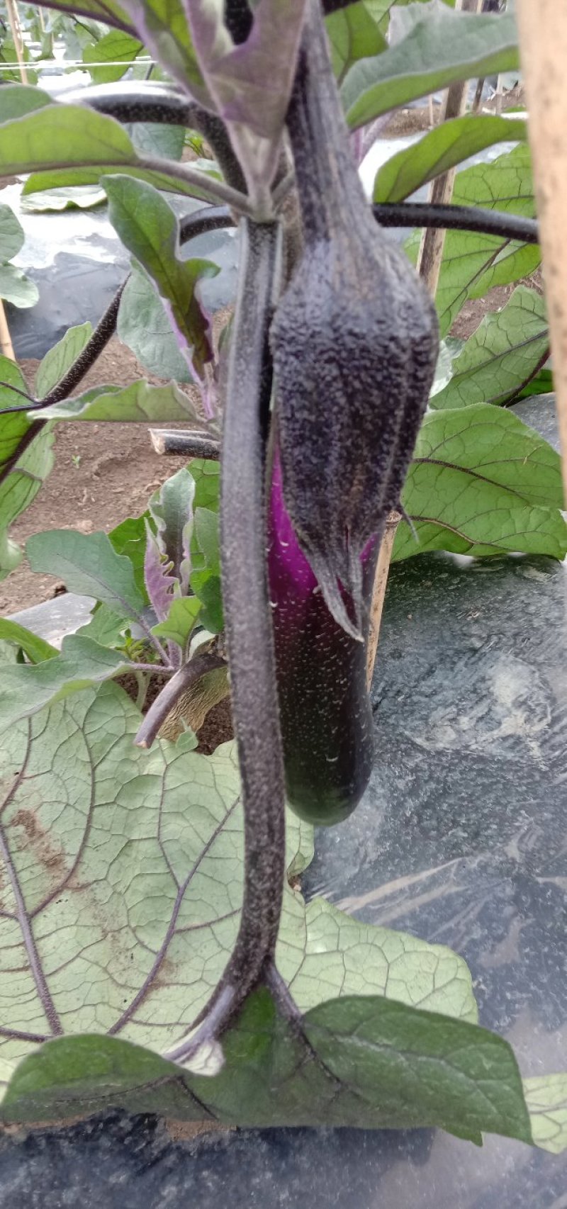 茄子