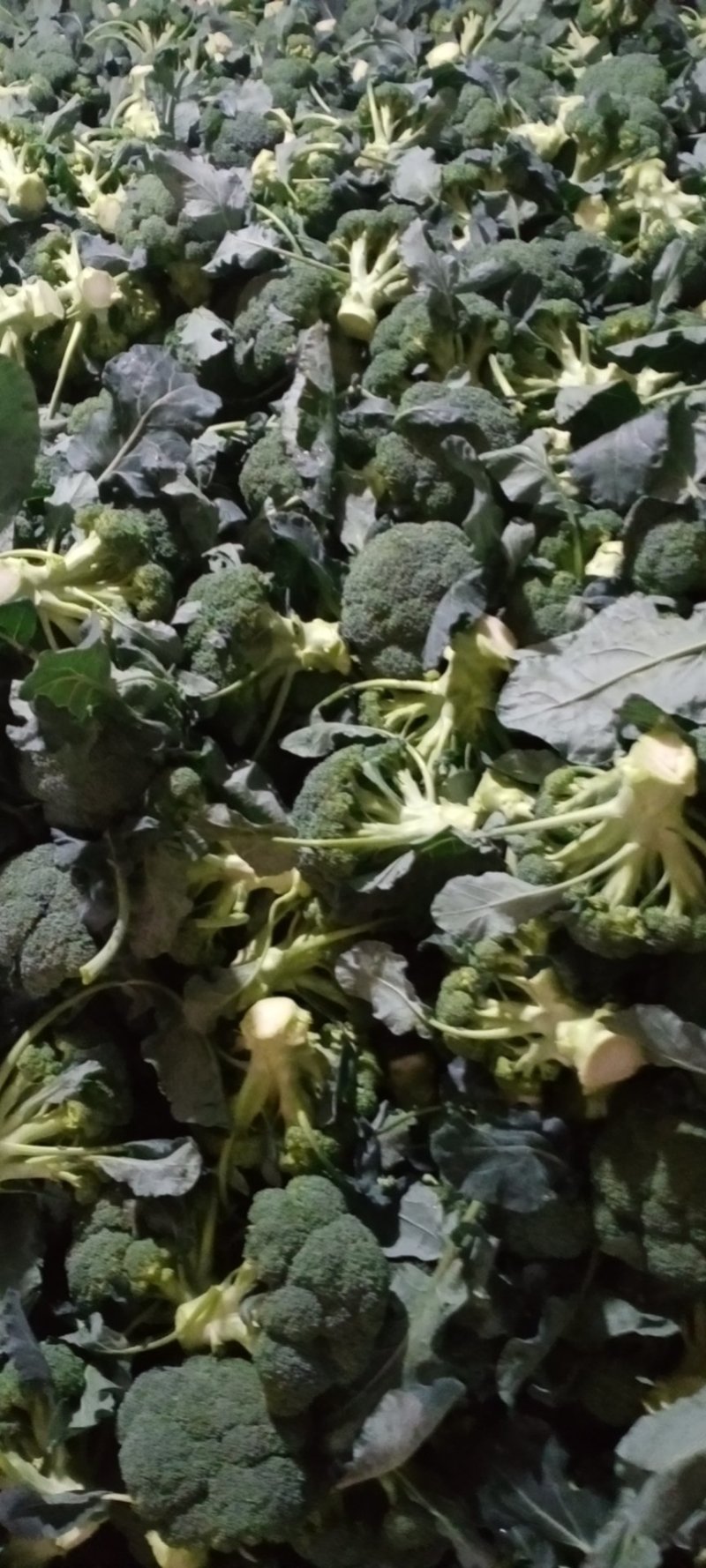 凌海西兰花大量上市