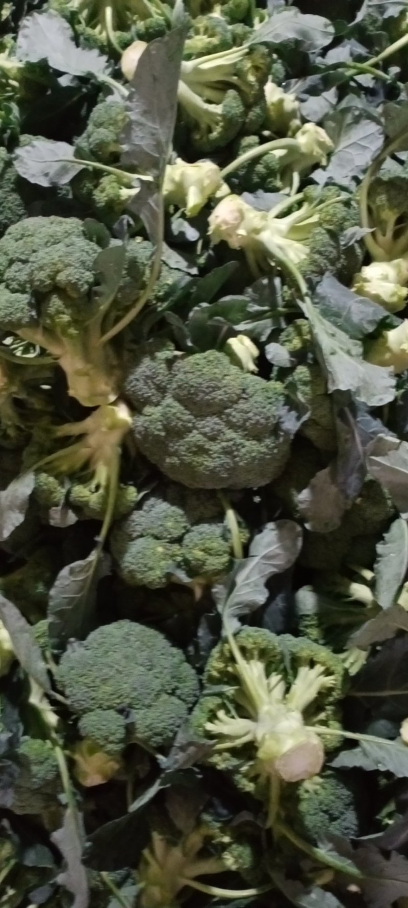 凌海西兰花大量上市