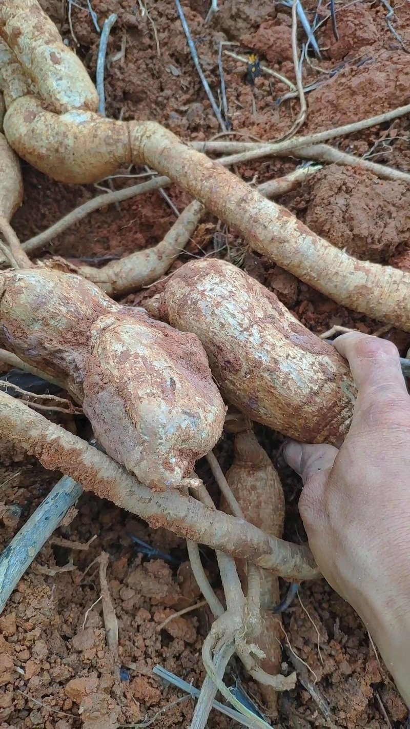 野生牛大力，野生黄皮牛，野生牛大力大个圆身，欢迎各地朋问