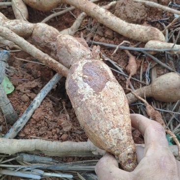野生牛大力，野生黄皮牛，野生牛大力大个圆身，欢迎各地朋问