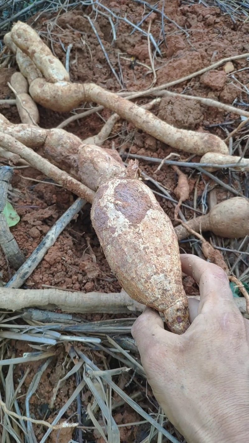 野生牛大力，野生黄皮牛，野生牛大力大个圆身，欢迎各地朋问