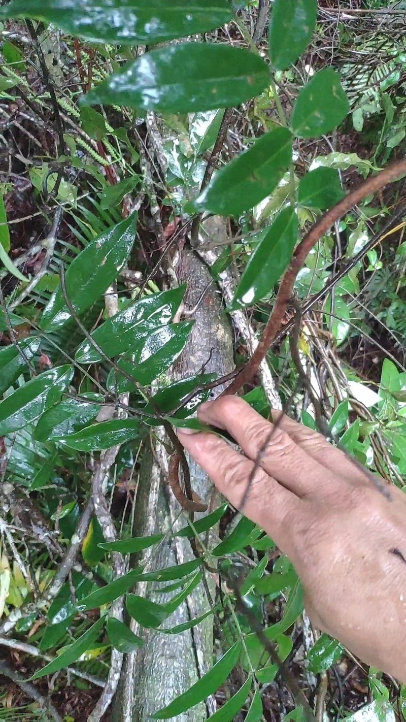 野生牛大力，野生黄皮牛，野生牛大力大个圆身，欢迎各地朋问