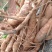 野生牛大力，野生黄皮牛，野生牛大力大个圆身，欢迎各地朋问