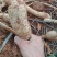 野生牛大力，野生黄皮牛，野生牛大力大个圆身，欢迎各地朋问