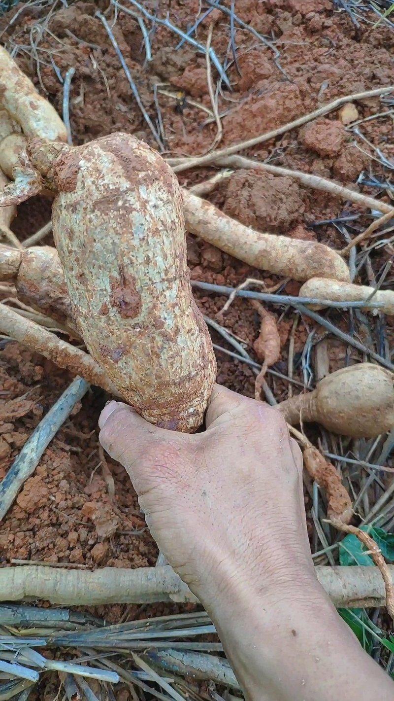野生牛大力，野生黄皮牛，野生牛大力大个圆身，欢迎各地朋问