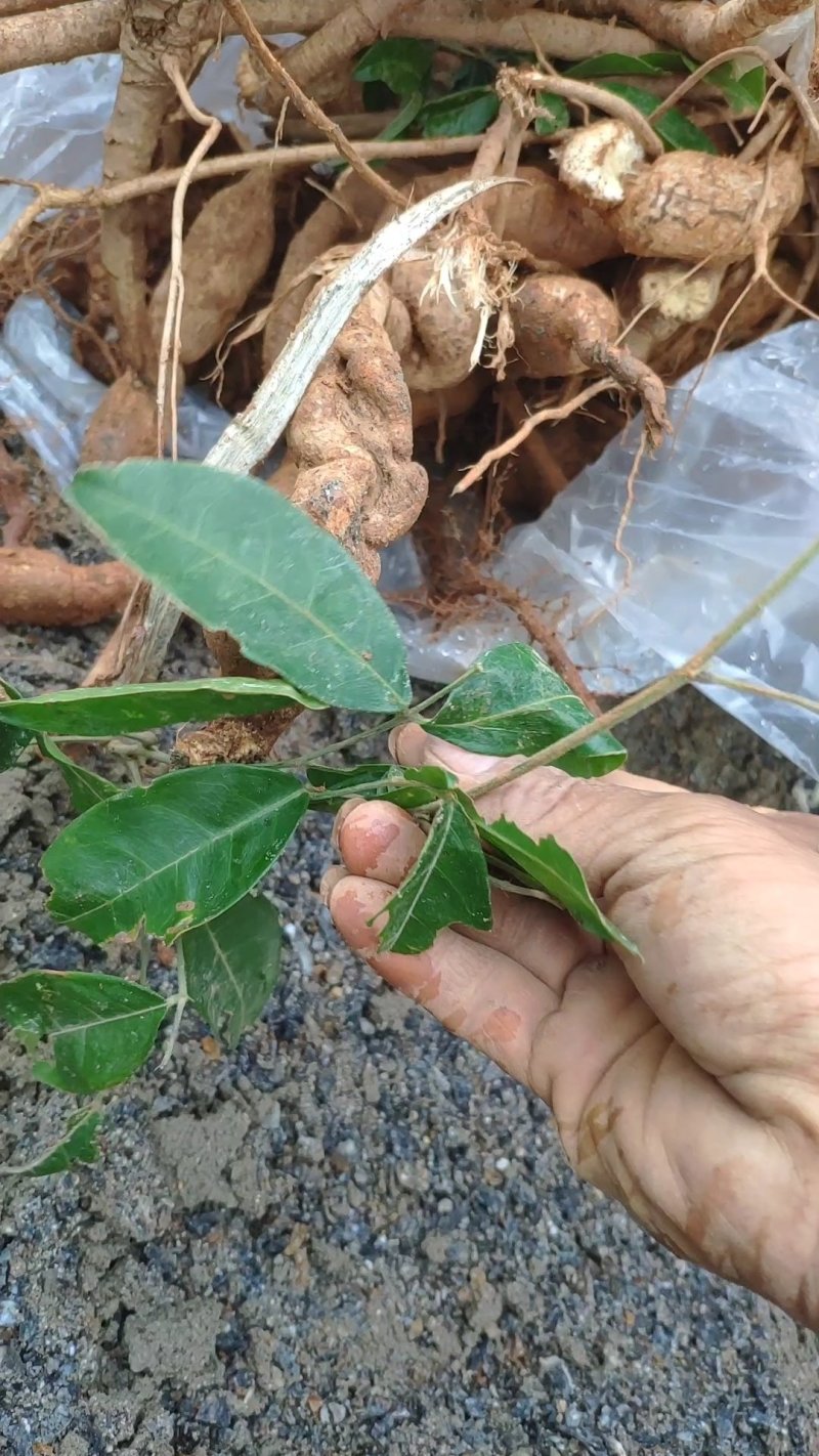 野生牛大力，野生黄皮牛，野生牛大力大个圆身，欢迎各地朋问