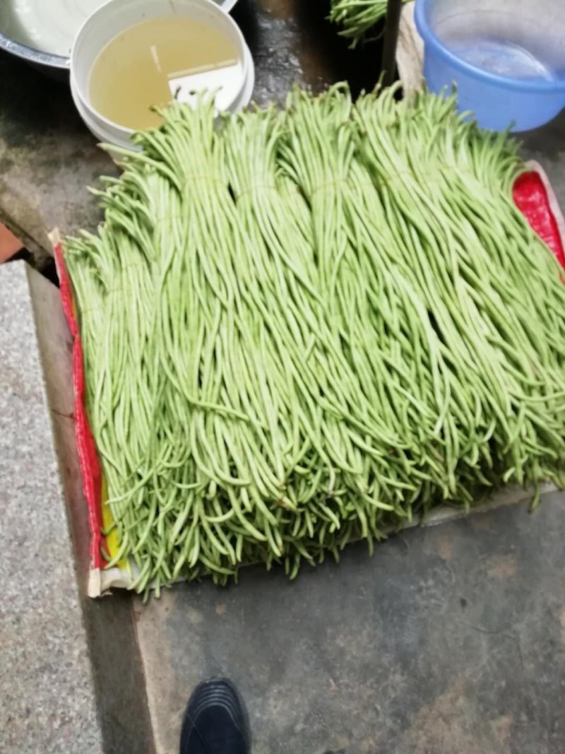 豇豆大量上市有需要的老板联系