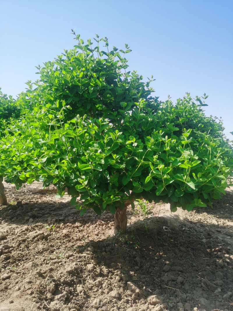 金银花树苗4公分，5公分—10公分裸根土球河北金银花基地