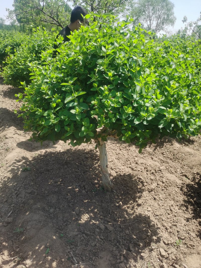 金银花树苗4公分，5公分—10公分裸根土球河北金银花基地