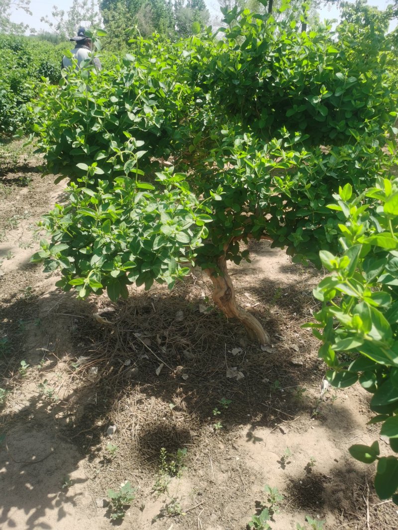 金银花树苗4公分，5公分—10公分裸根土球河北金银花基地