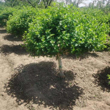 金银花树苗4公分，5公分—10公分裸根土球河北金银花基地