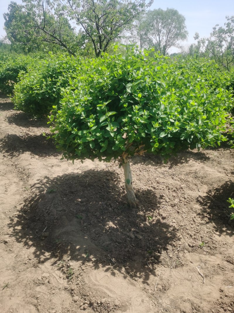 金银花树苗4公分，5公分—10公分裸根土球河北金银花基地