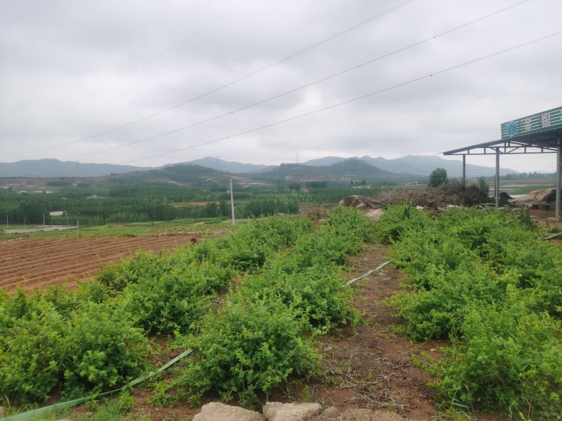 金银花树苗4公分，5公分—10公分裸根土球河北金银花基地