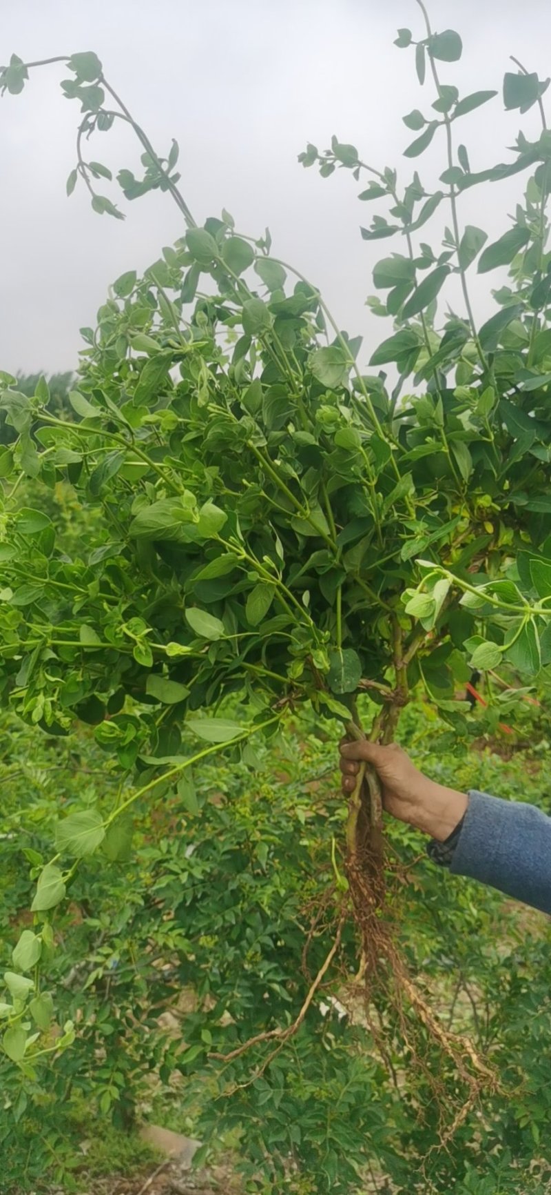 河北巨鹿金银花一年苗巨花一号粗度0.5-0.7公分