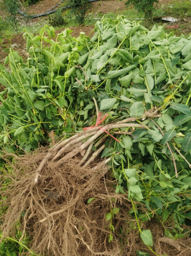 河北巨鹿金银花一年苗巨花一号粗度0.5-0.7公分