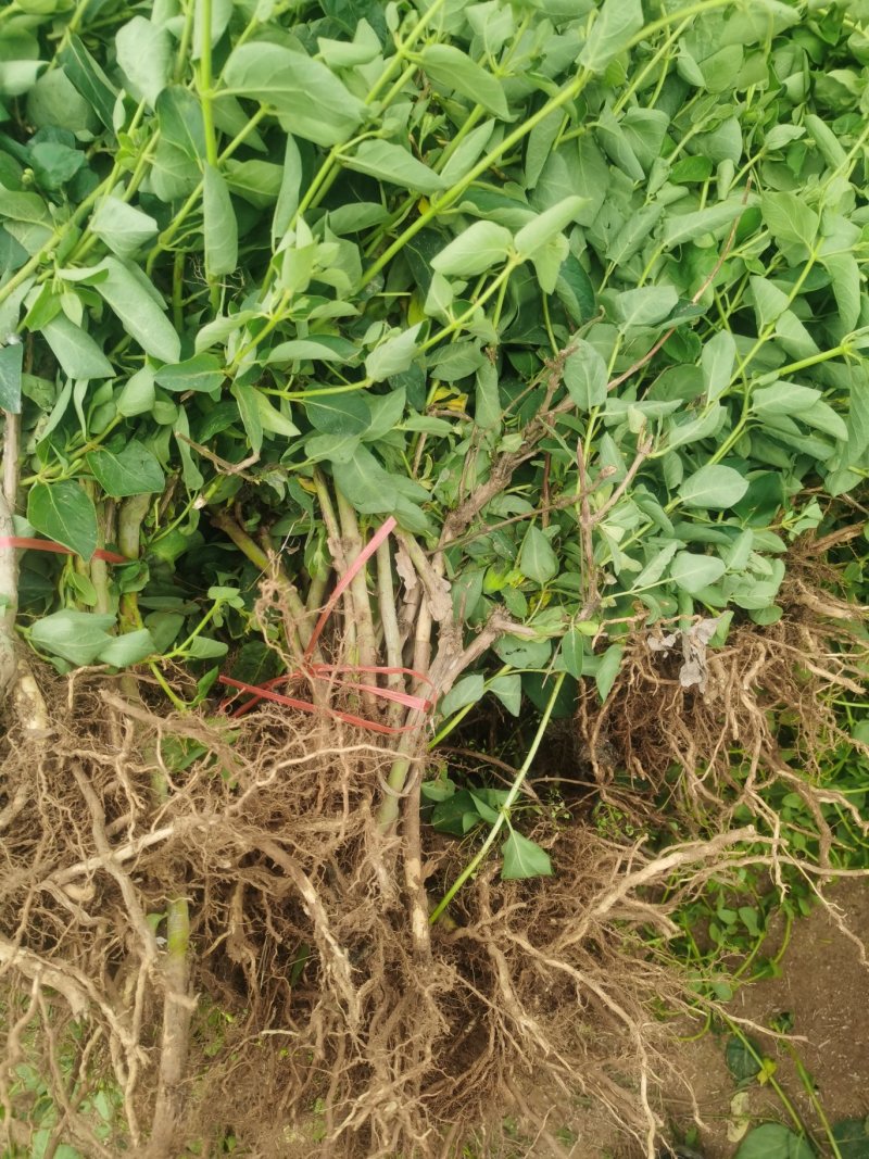 河北巨鹿金银花一年苗巨花一号粗度0.5-0.7公分