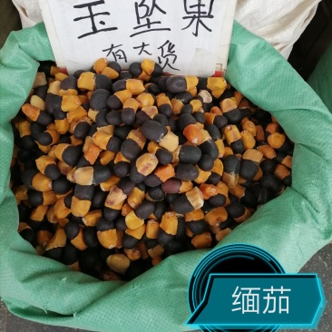 马牙果、玉坠果、缅茄、阴阳果、菩提子原籽，未抛光未打孔