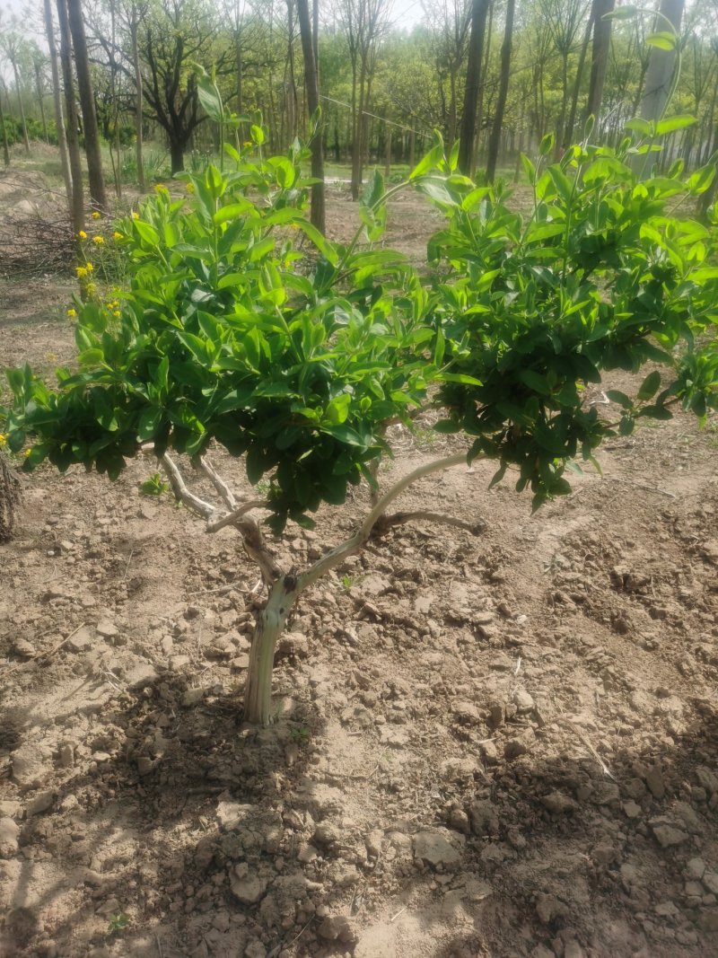 金银花树苗4公分，5公分—10公分裸根土球河北金银花基地