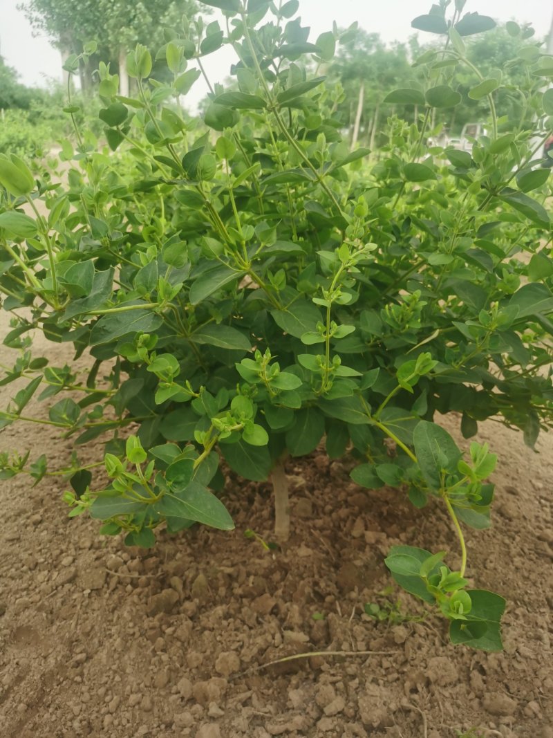 金银花树苗4公分，5公分—10公分裸根土球河北金银花基地