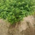 金银花树苗4公分，5公分—10公分裸根土球河北金银花基地