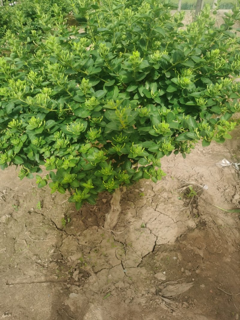 金银花树苗4公分，5公分—10公分裸根土球河北金银花基地