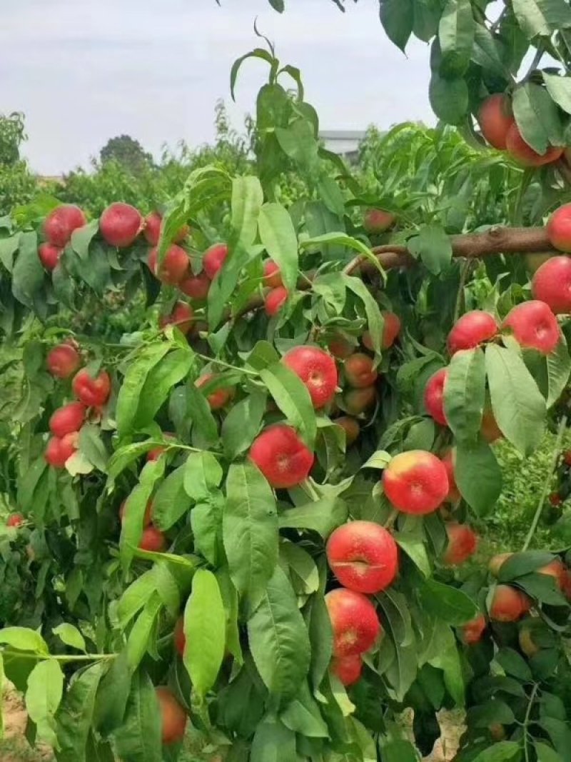 油蟠桃