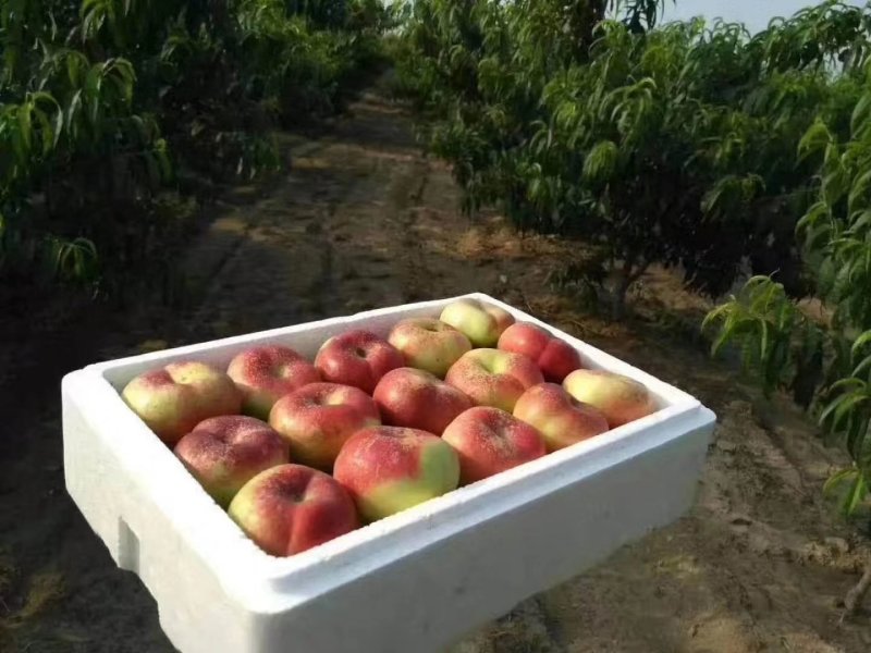 油蟠桃