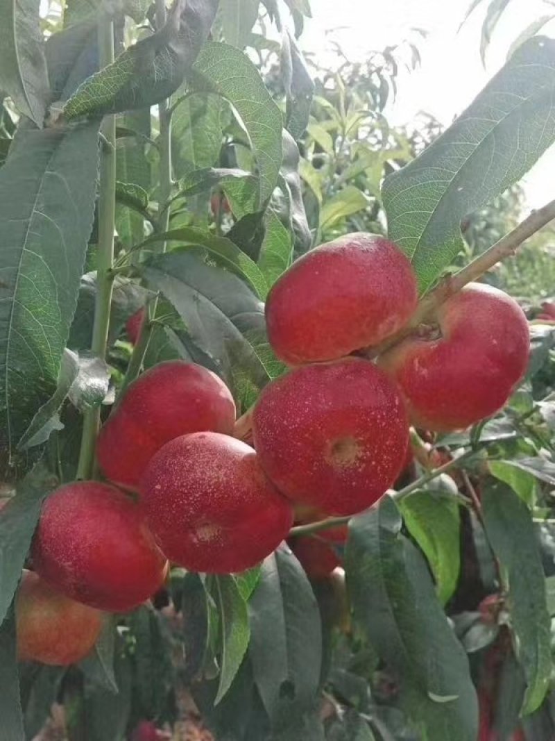 油蟠桃